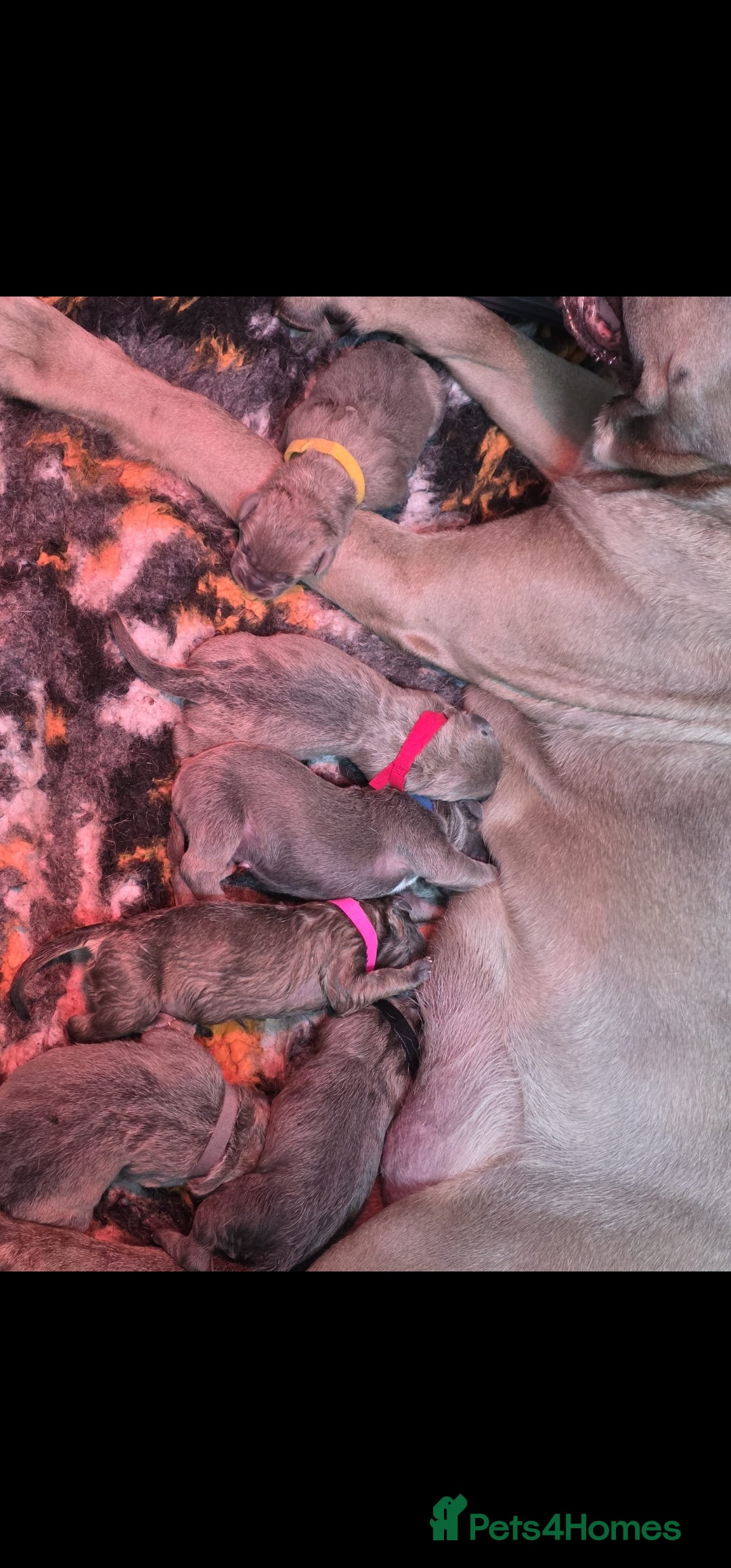 Cane Corso dogs for sale: Excellent Bloodline cane corso puppies ready now - Image 5