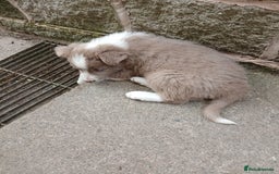 Border Collie dogs for sale: 5 border collie puppies for sale in Builth Wells - Image 6