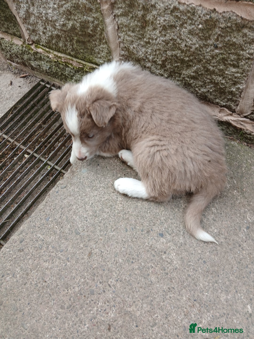 Border Collie dogs for sale: 5 border collie puppies for sale in Builth Wells - Image 6