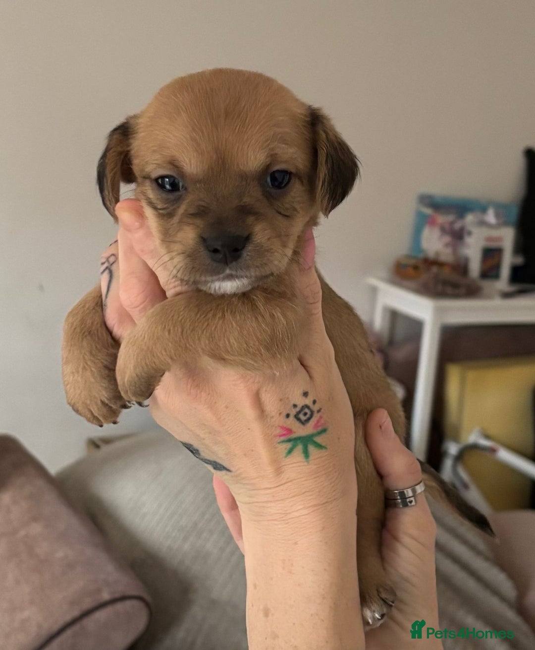 Mixed Breed dogs for sale: 3 jack Russel puppies for sale - Advert 1