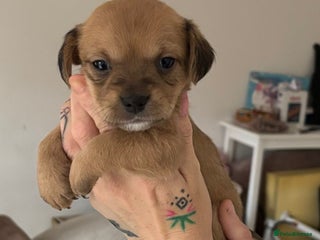 Mixed Breed dogs 3 jack Russel puppies for sale - Advert 6