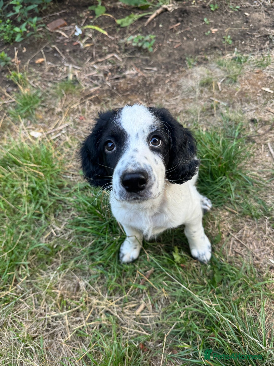 Cocker Spaniel dogs for sale: *Ready Now* Chunky Healthy Working Cocker Spaniels - Image 2