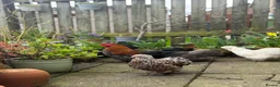 Chickens poultry for sale: Hatching eggs Pekin bantam & silkie  - Advert 12