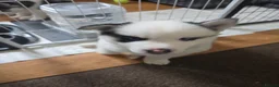 Siberian Husky dogs for sale: EBONY / ARYA SIBERIAN HUSKYS READY TO LEAVE  - Advert 39