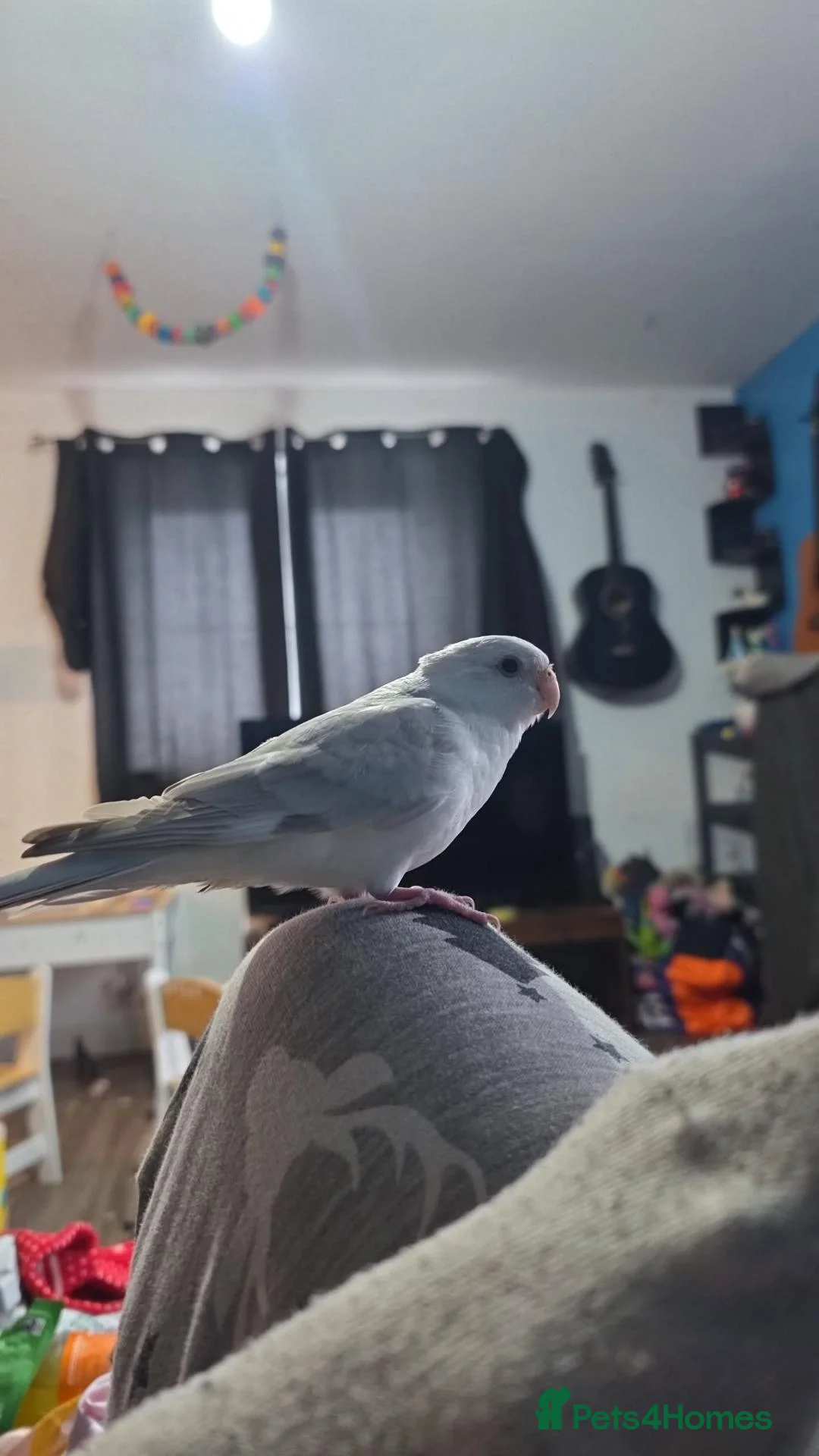Parakeets birds for sale: Female red rump - Advert 1