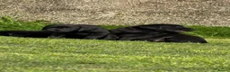 Labrador Retriever dogs for sale: Labrador Beauties in Annan - Advert 5