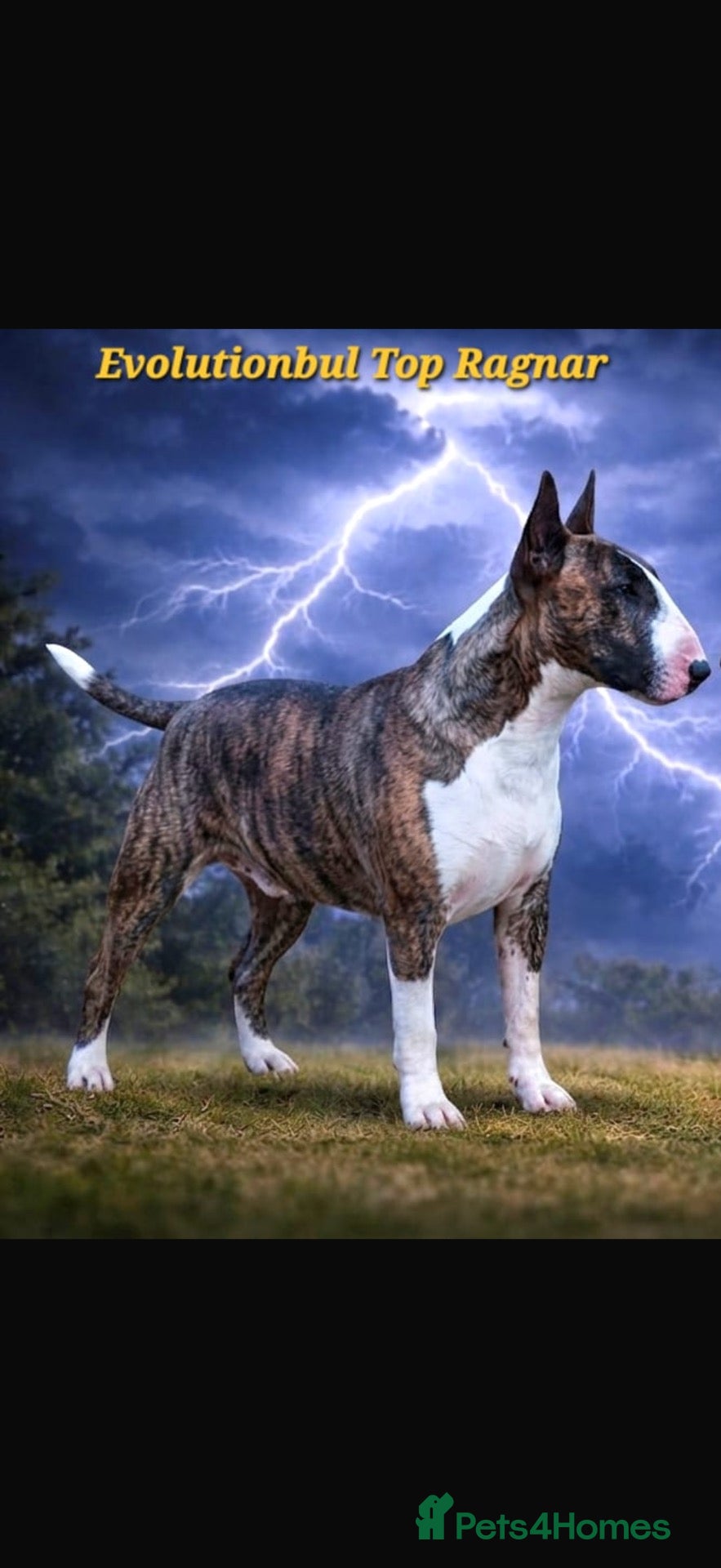 English Bull Terrier dogs CH Sired English bull terrier STUD - Advert 13