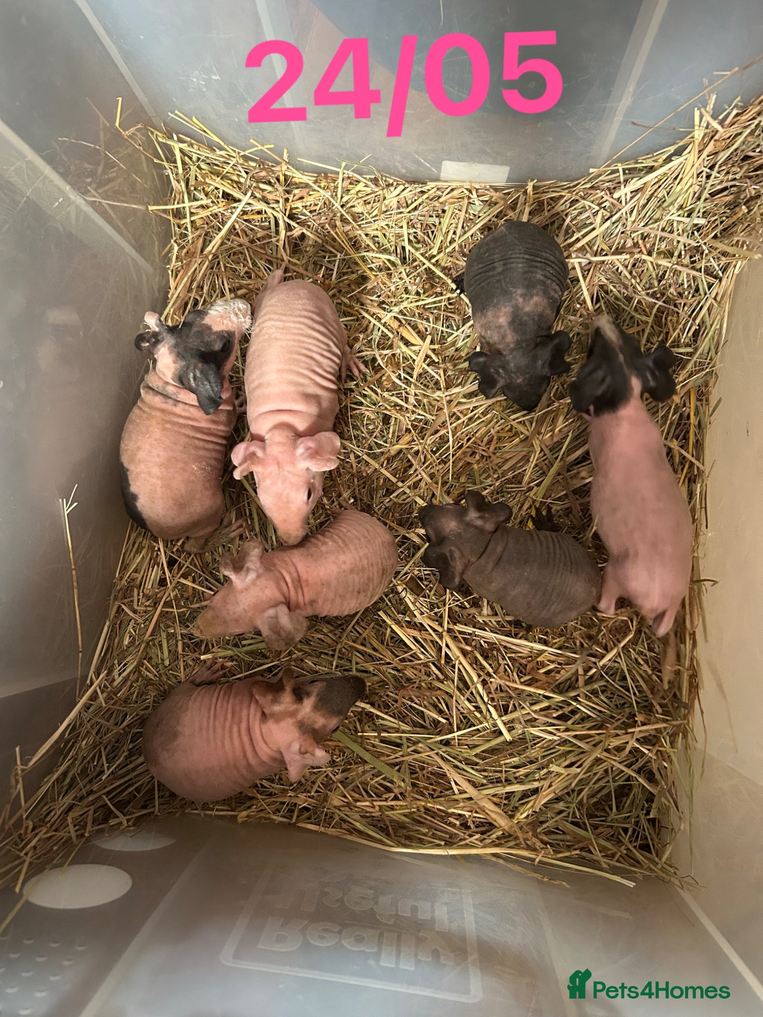 Guinea Pig rodents Skinny Pig Sows.  - Advert 3
