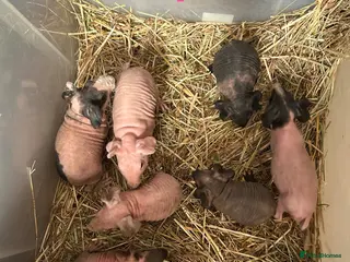 Guinea Pig rodents Skinny Pig Sows. - Advert 3