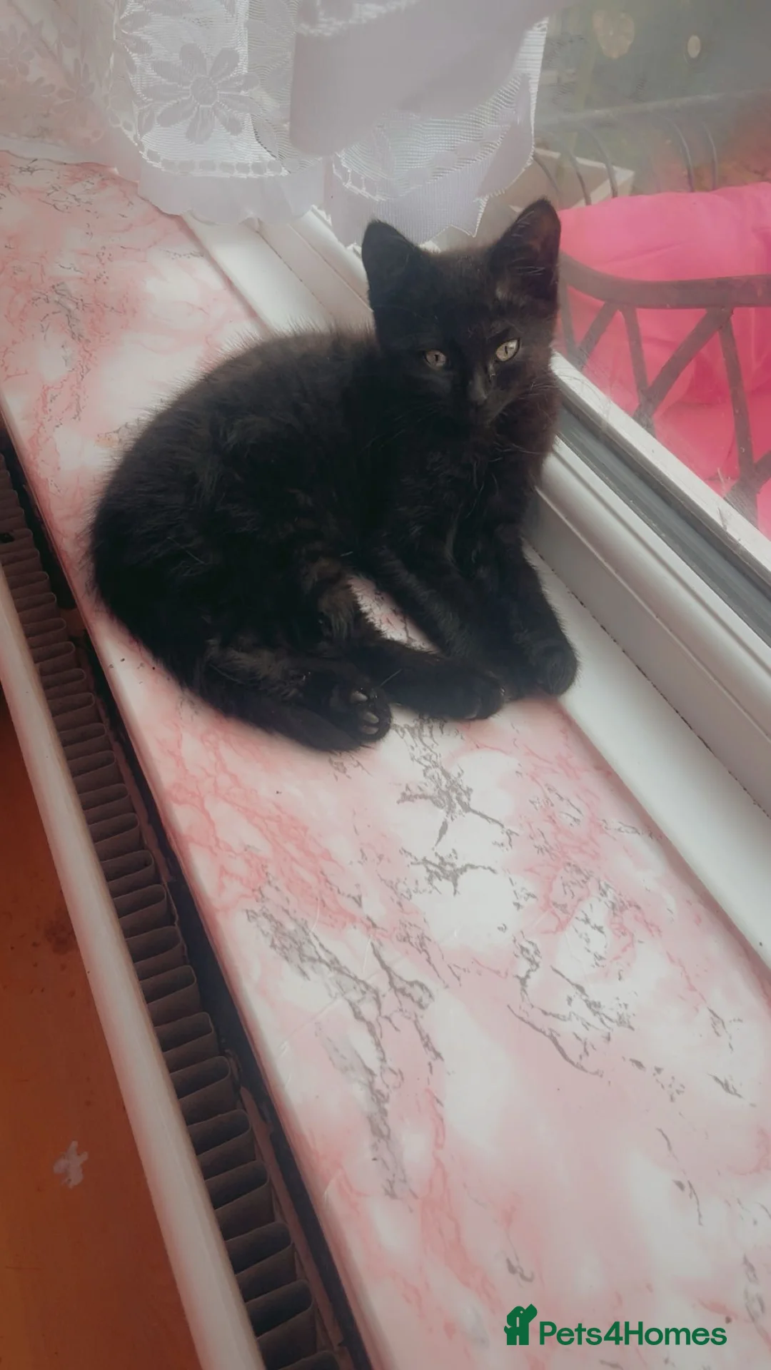 Mixed Breed cats for sale: Kitten looking for forever home  - Advert 2