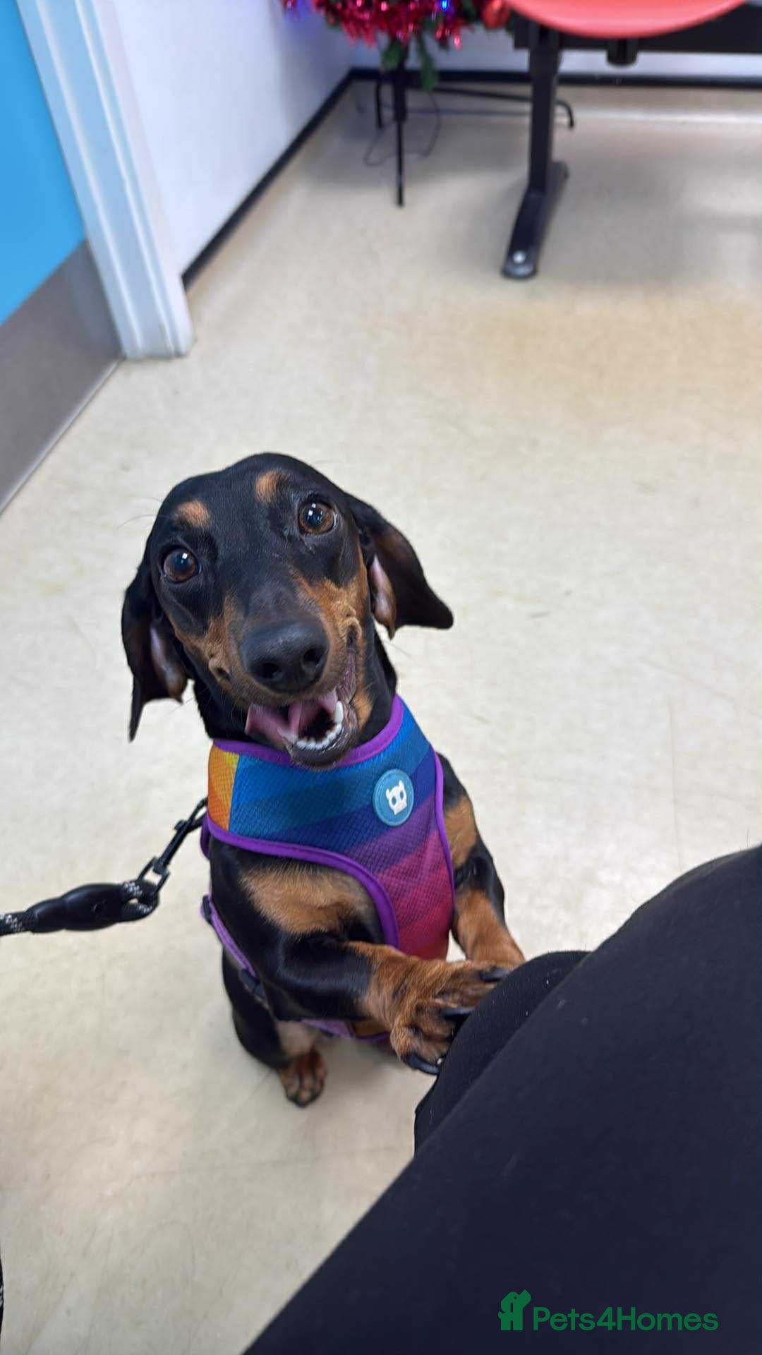 Dachshund dogs 🐾 Loving Home Needed for Luna 🐾 - Advert 1