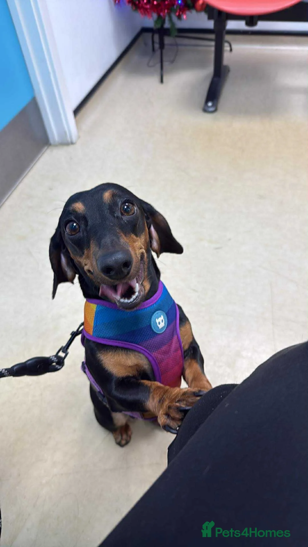 Dachshund dogs for sale: 🐾 Loving Home Needed for Luna 🐾 - Advert 1