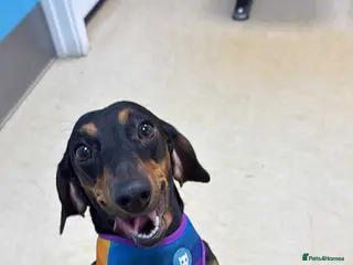 Dachshund dogs 🐾 Loving Home Needed for Luna 🐾 - Advert 1