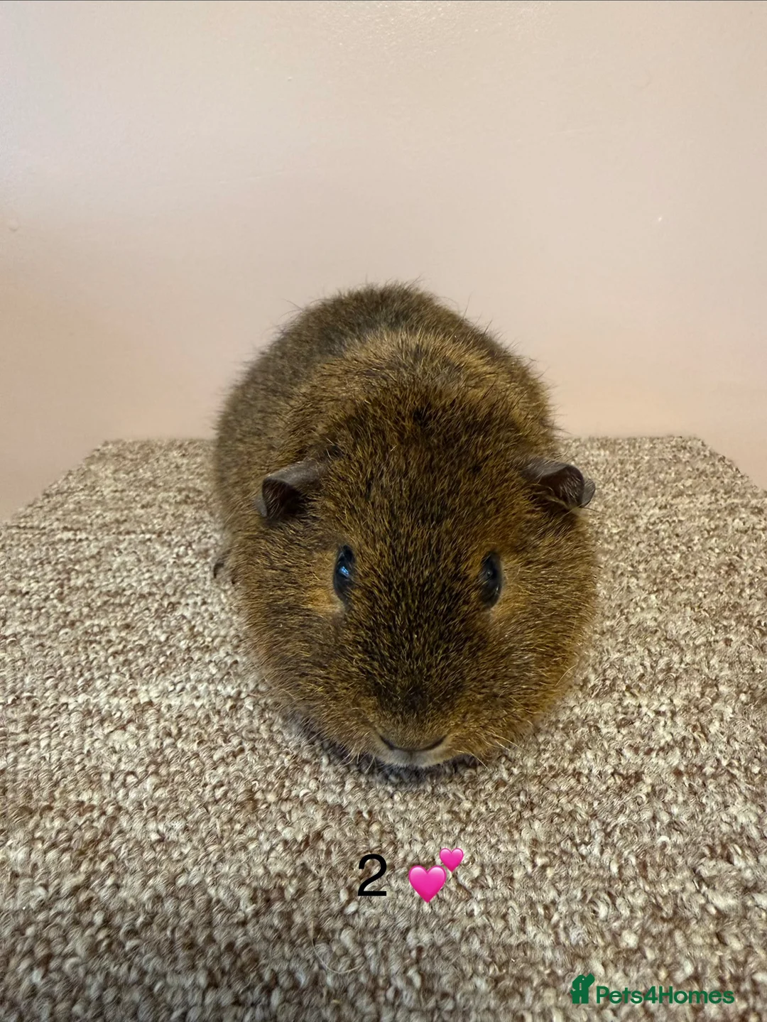 Guinea Pig rodents for sale: Rex & Teddy sows - Advert 4