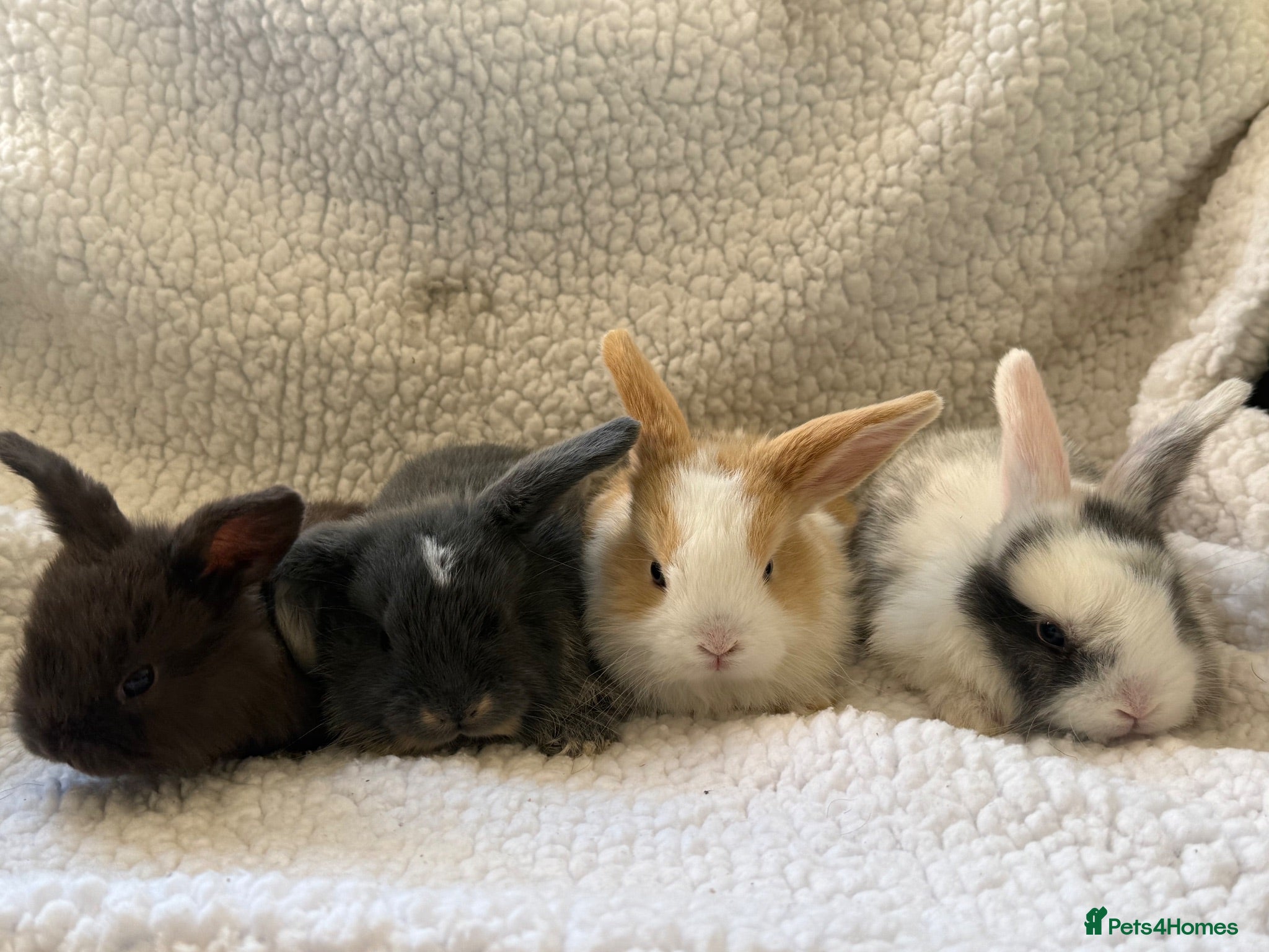 Mini Lop rabbits Outstanding litter of mini lop babies  - Advert 2