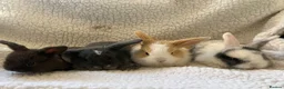 Mini Lop rabbits for sale: Outstanding litter of mini lop babies  - Advert 1