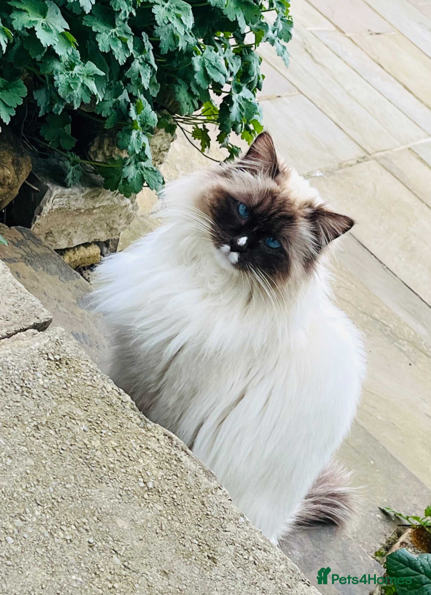 Ragdoll cats Ragdoll - Advert 3