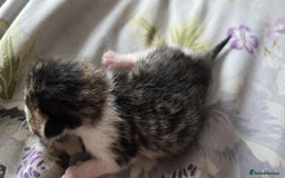 Domestic Shorthair cats for sale: Beautiful kittens ready 11th Sept - Image 20