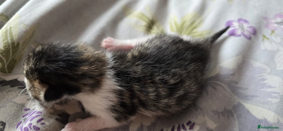 Domestic Shorthair cats for sale: Beautiful kittens ready 11th Sept - Image 20