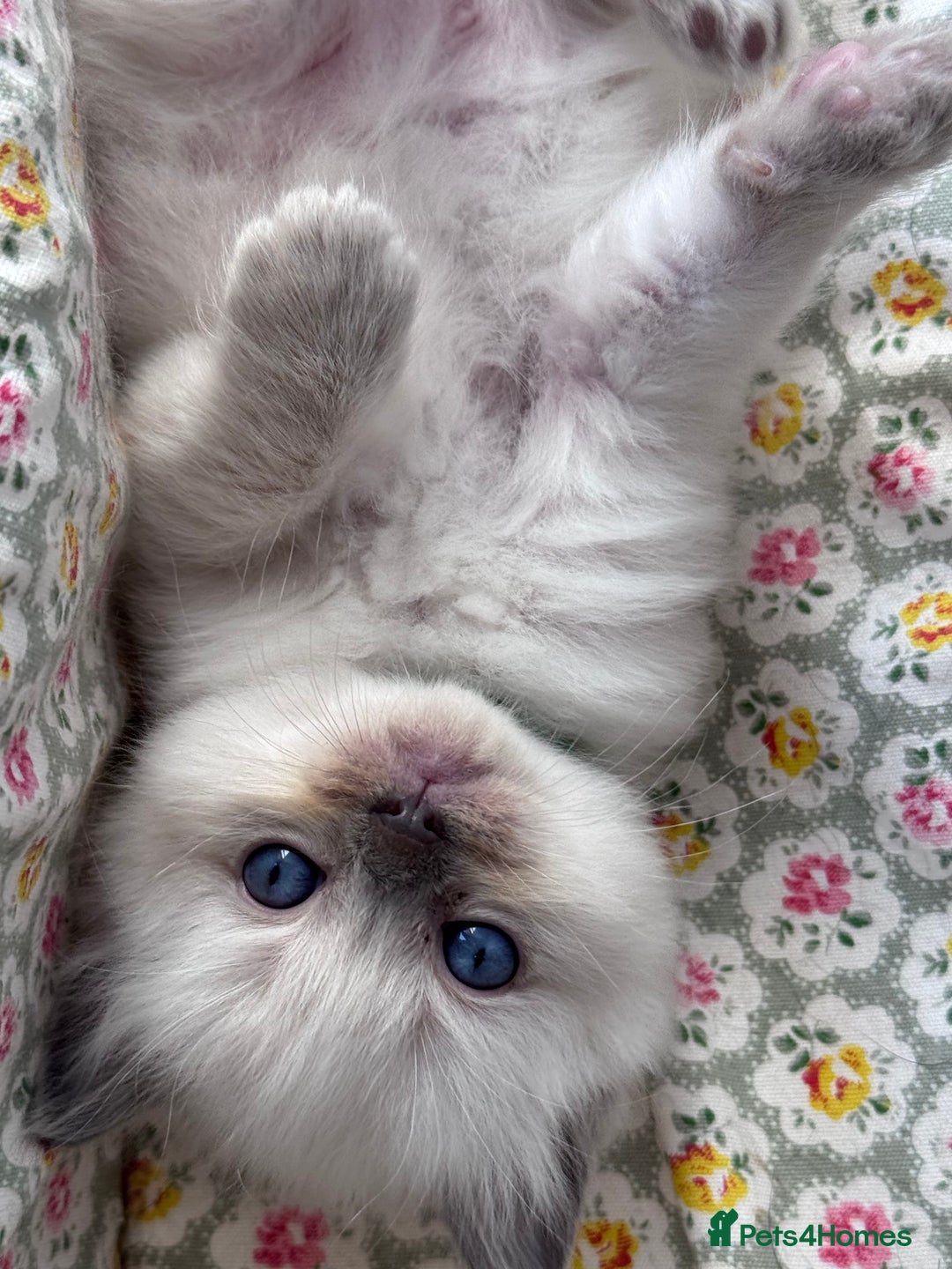 Ragdoll cats for sale: Ragdoll X British Blue beauties - Advert 2