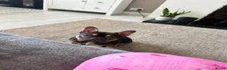 French Bulldog dogs for sale: MAEVE - Advert 5