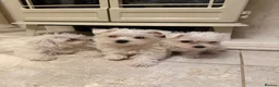 West Highland Terrier dogs for sale: Westies  - Advert 2