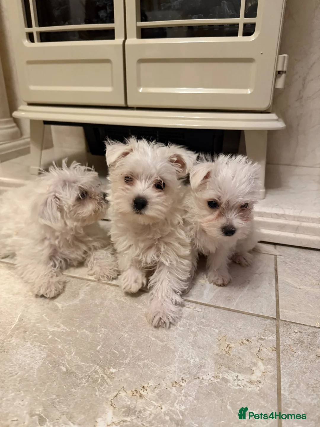 West Highland Terrier dogs for sale: Westies  - Advert 2