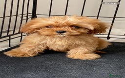 Cavapoo dogs for sale: Beautiful, stunning litter of toy cavapoos - Image 5