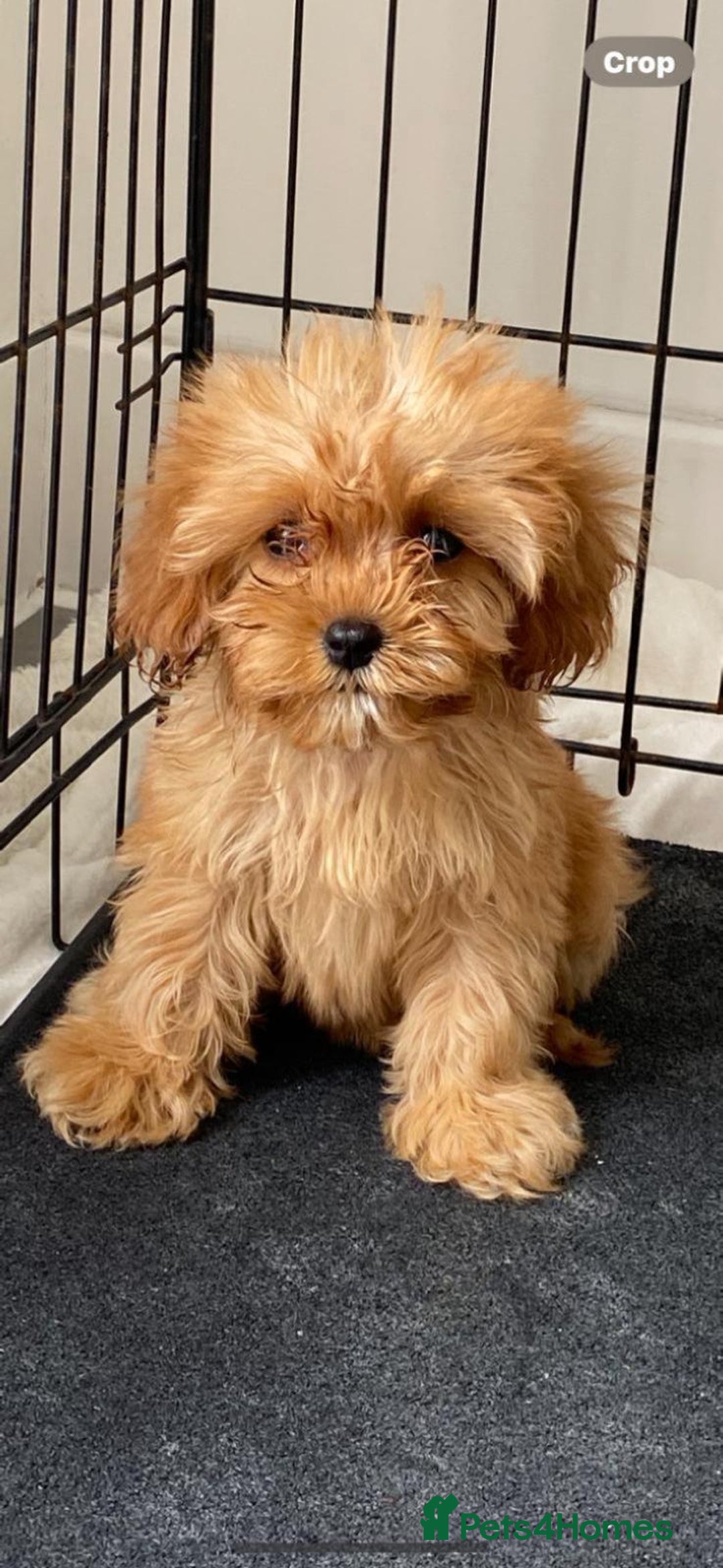 Cavapoo dogs for sale: Beautiful, stunning litter of toy cavapoos - Image 5