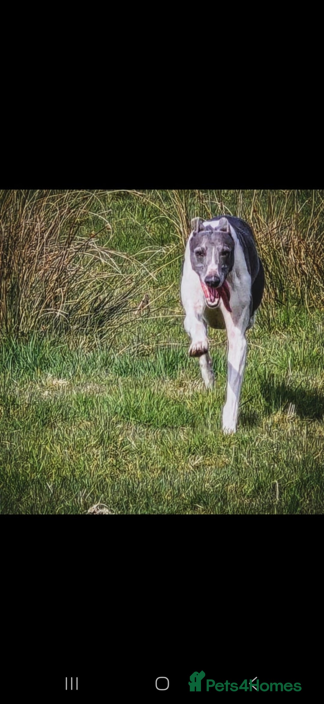 Whippet dogs for stud: Kc reg whippet stud dog - Advert 2