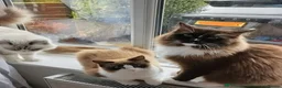 Ragdoll cats for sale: Beautiful ragdoll kitten for sale  in London - Advert 1