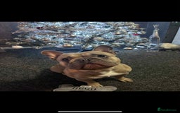French Bulldog dogs for sale: Hugo. Male French Bulldog - Image 4