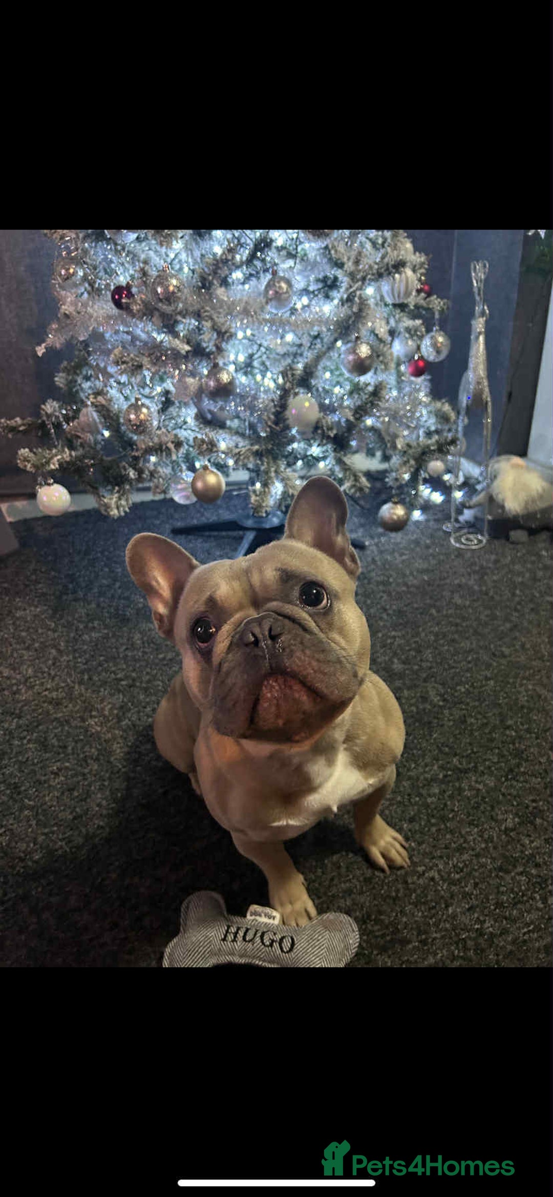 French Bulldog dogs for sale: Hugo. Male French Bulldog - Image 4