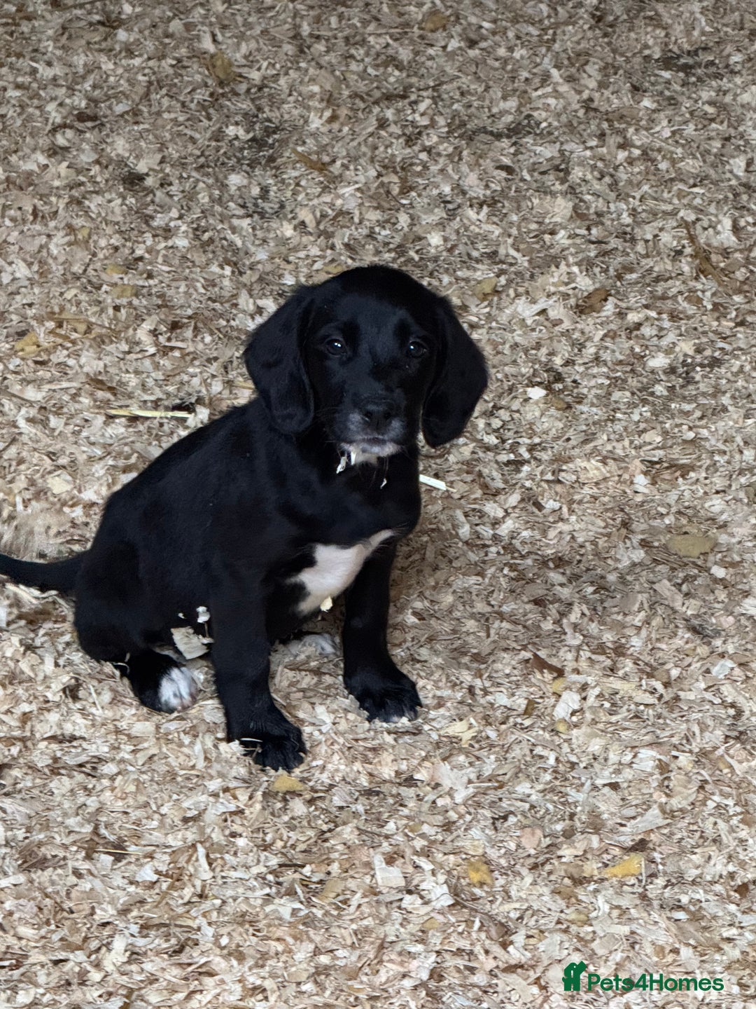 Springador dogs for sale: Gorgeous black Springador puppies   - Image 4