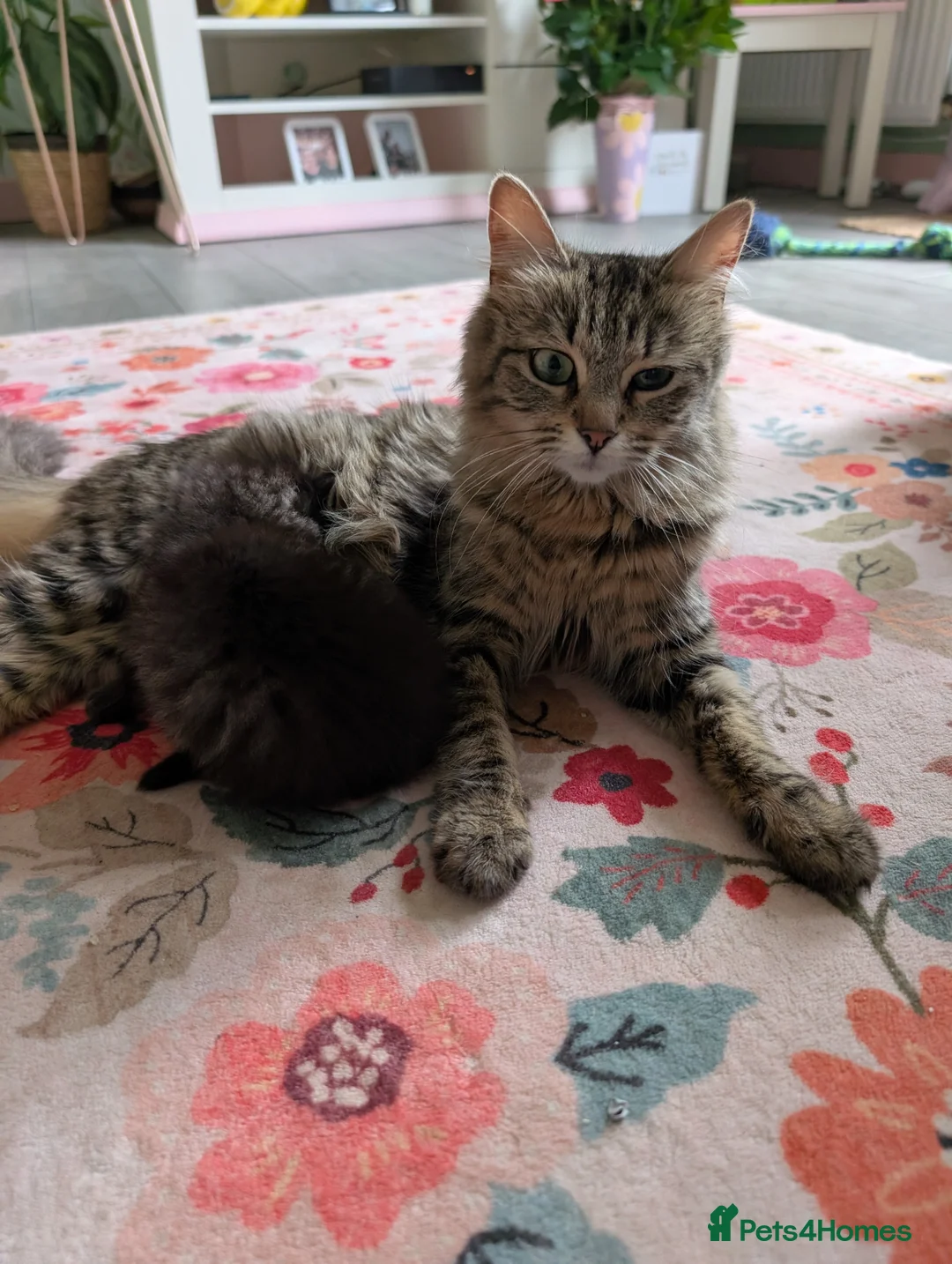 Ragdoll cats for sale: Mixed rag doll kittens - Advert 1
