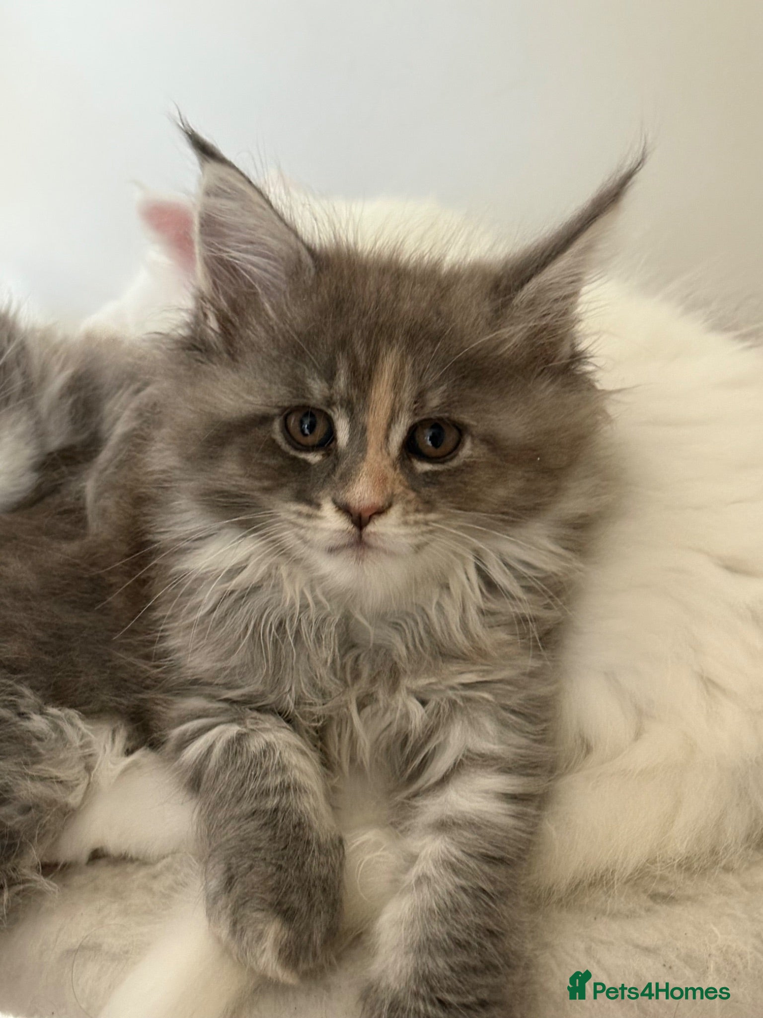 Maine Coon cats Stunning full breed Maine Coons ready now!  - Advert 2