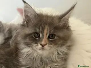 Maine Coon cats Stunning full breed Maine Coons ready now! - Advert 2