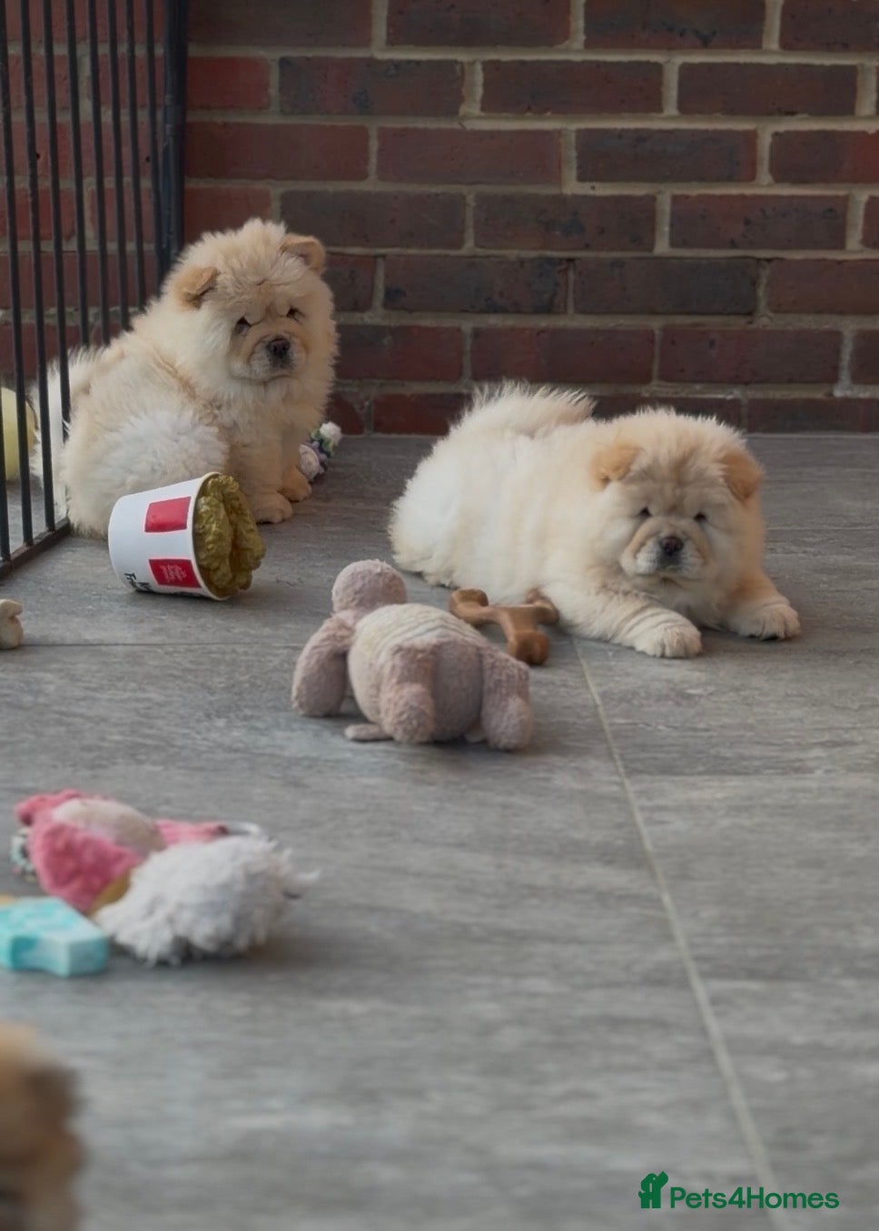 Chow Chow dogs 🧸Beautiful chow chow puppies 🧸 - Advert 1