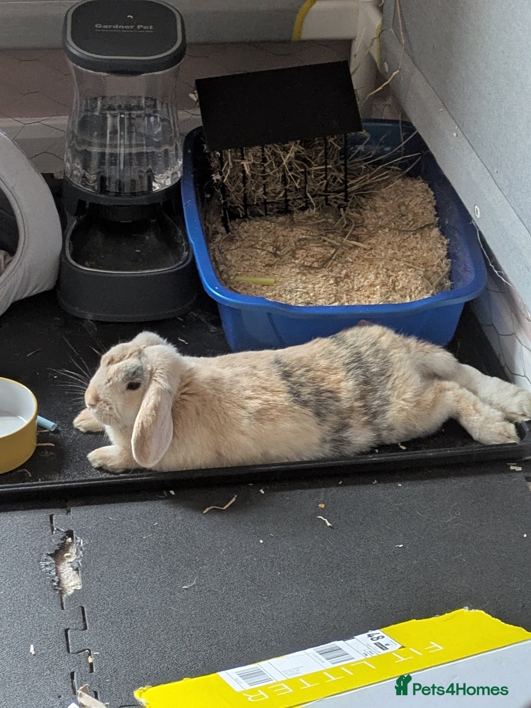 Mixed Breed rabbits for sale: Pair of Bonded Rabbits - Advert 8