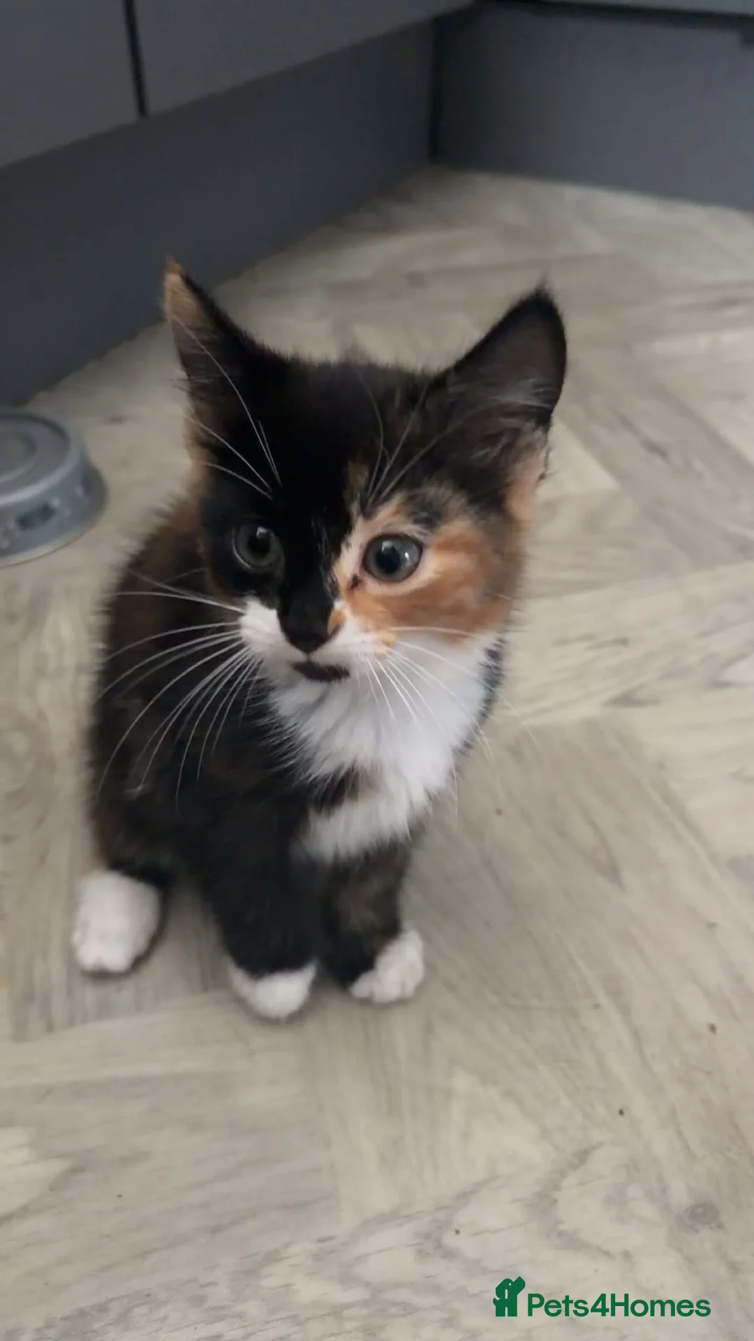 Mixed Breed cats for sale: Beautiful kittens  - Advert 2