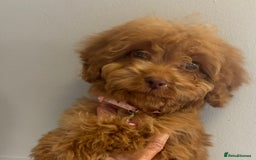 Cockapoo dogs for sale: Stunning Fox Red f1 cockapoo puppies  - Image 1