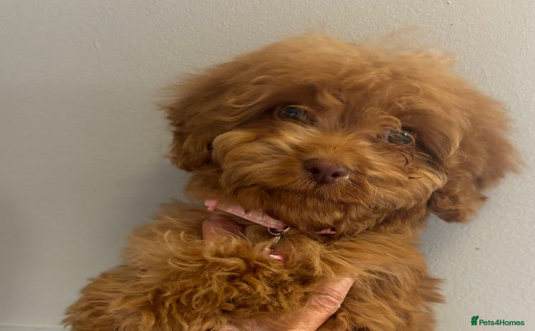 Cockapoo dogs - Advert 15