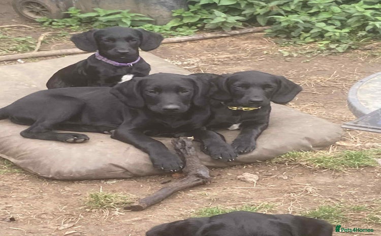 Springador dogs - Advert 8