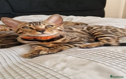 Bengal cats for sale: Two gorgeous Bengals girls  😻😻❤️ - Image 31