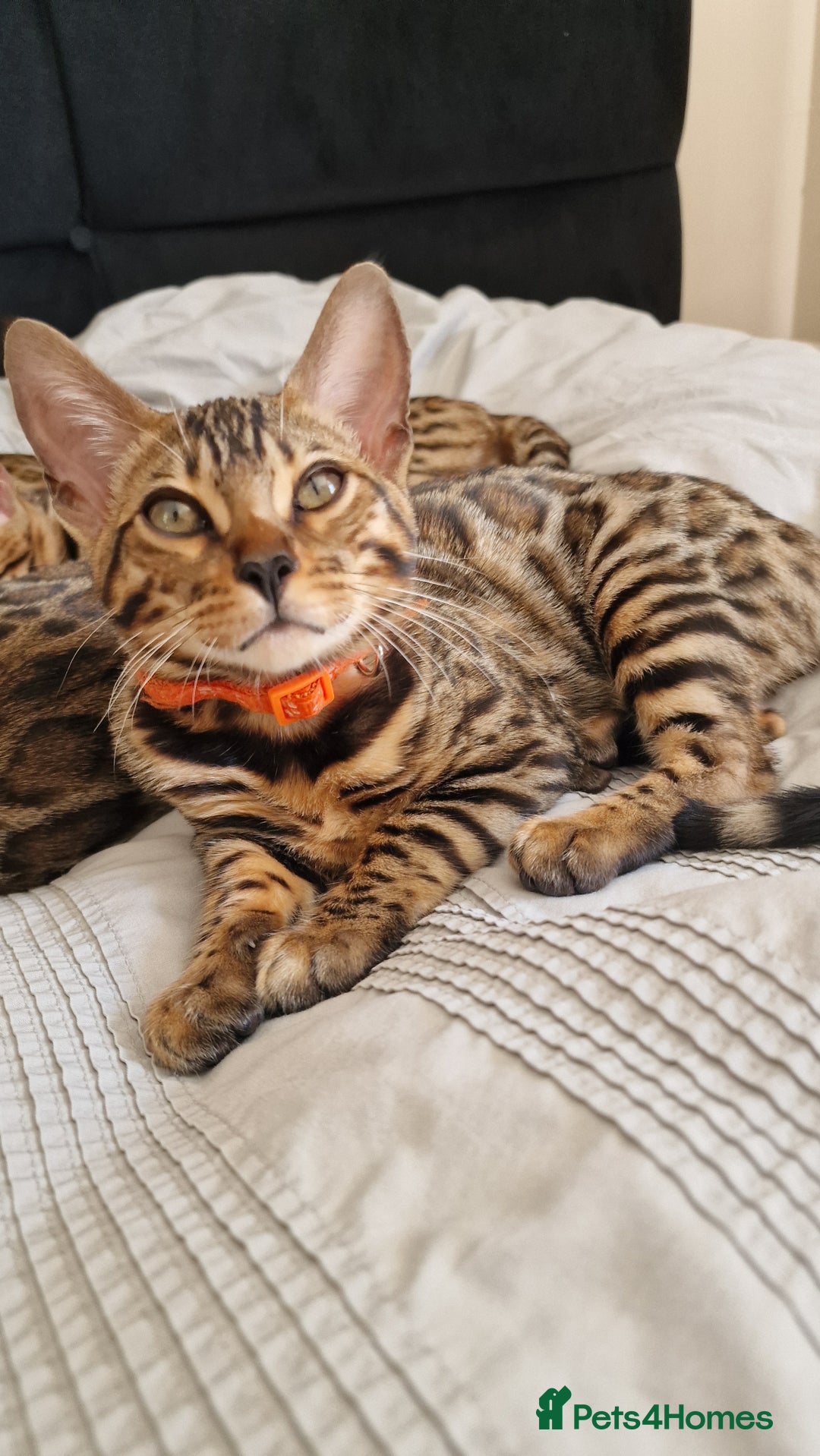 Bengal cats for sale: Two gorgeous Bengals girls  😻😻❤️ - Image 31