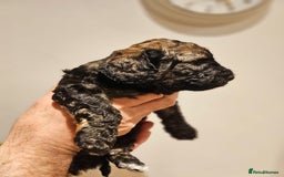 Cockapoo dogs for sale: F2 Cockapoo Puppies – Ready mid-late December - Image 3