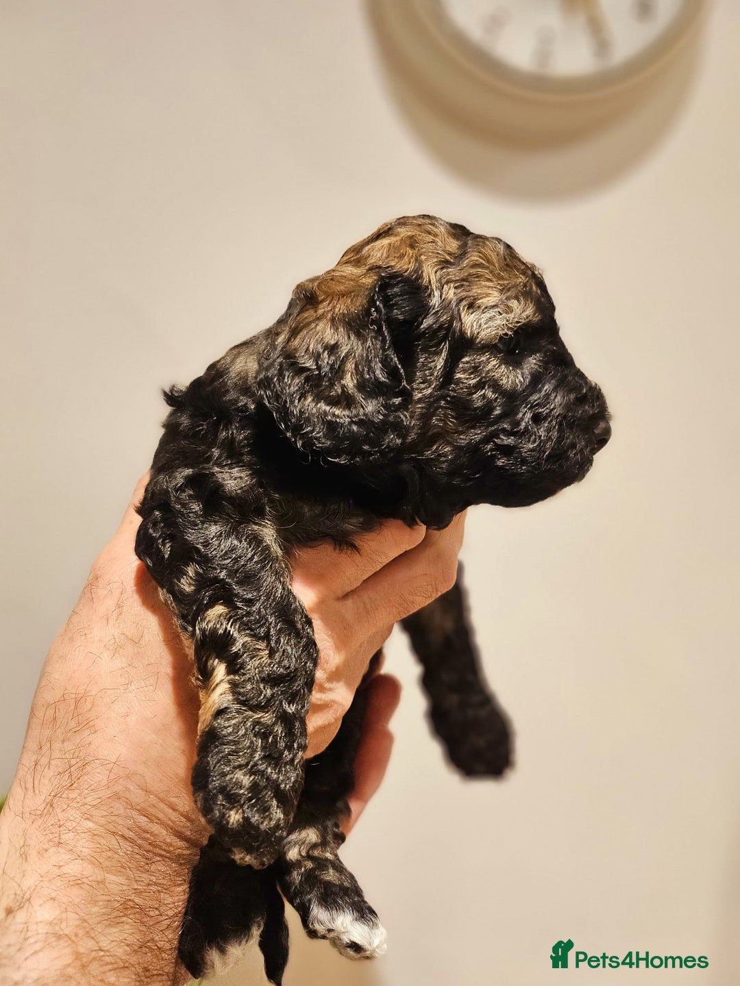 Cockapoo dogs for sale: F2 Cockapoo Puppies – Ready mid-late December - Image 3