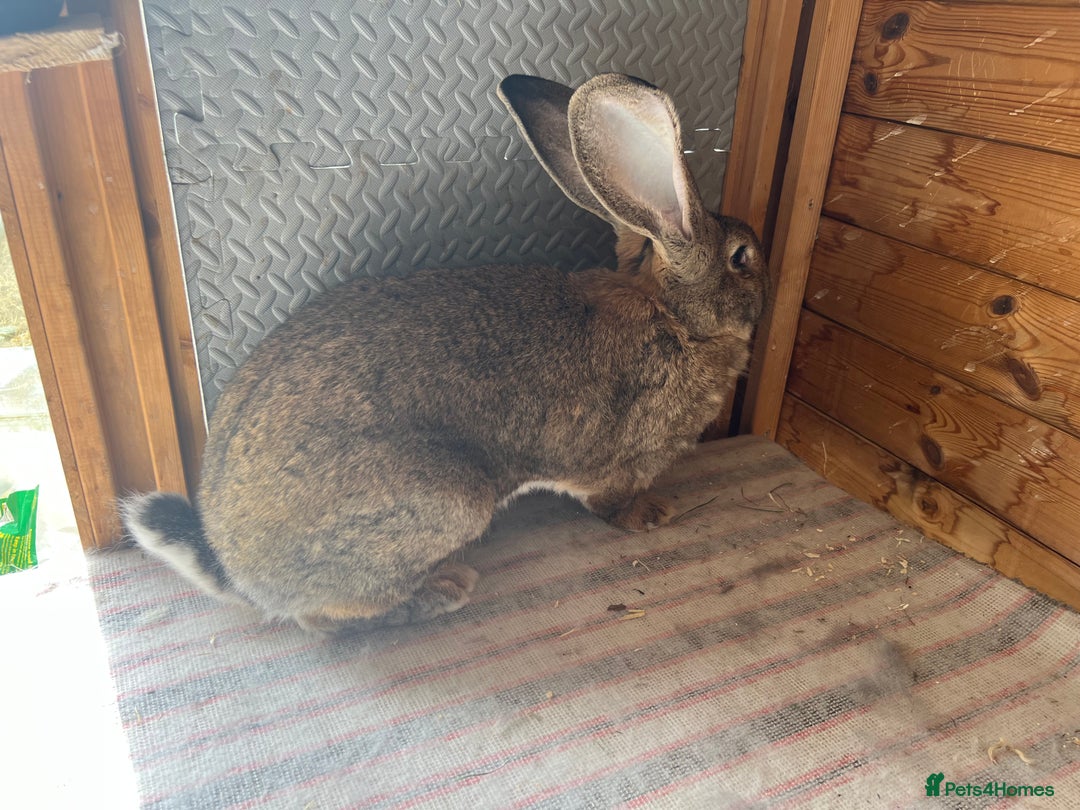 Continental Giant rabbits for sale: Gigant continental  - Image 1