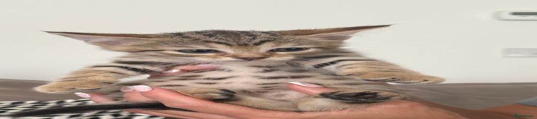 Mixed Breed Kitten 1