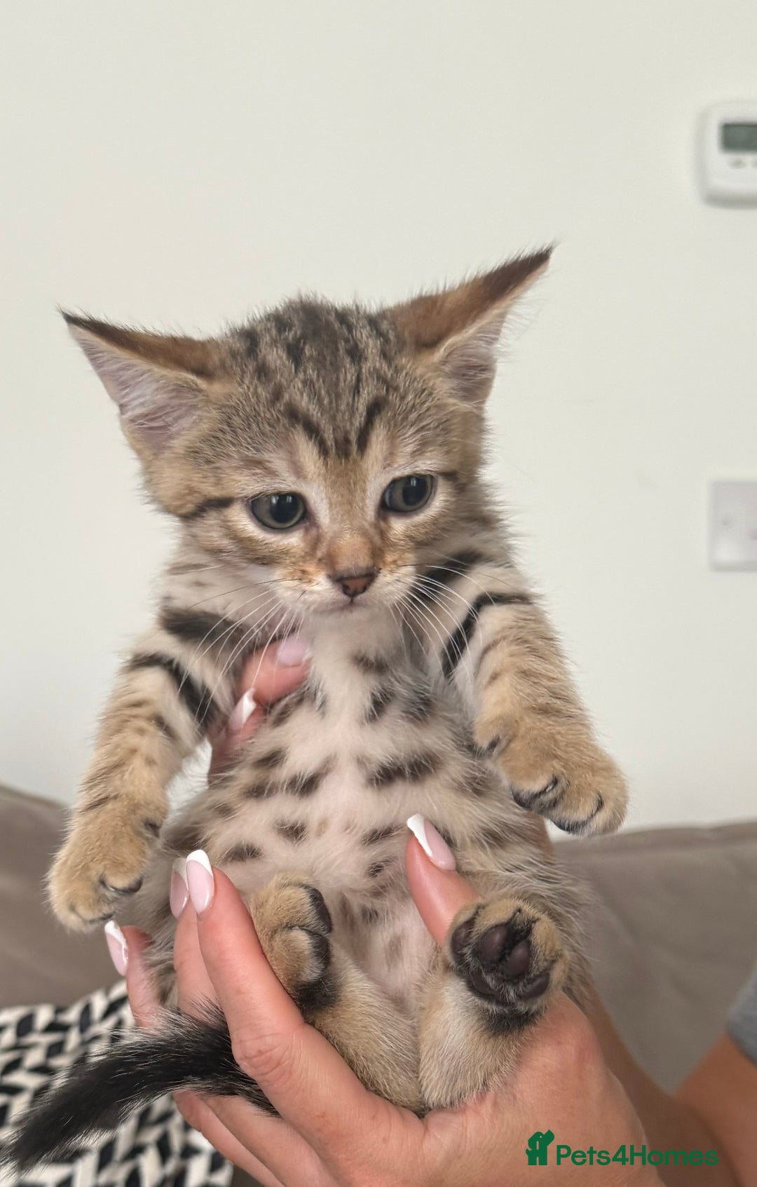 Mixed Breed cats for sale: British short hair/ragdoll mixed breed kittens  - Image 6